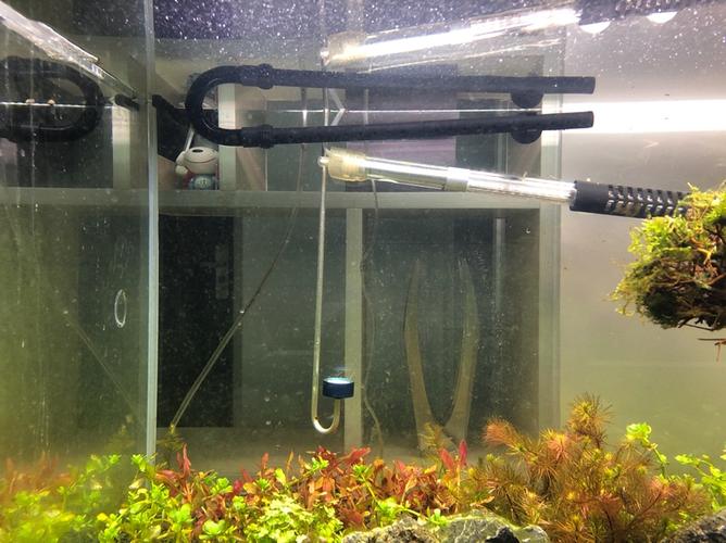 一米草缸过滤吹水口向我这样对着正面吹好还是放鱼缸侧面吹好本来是放