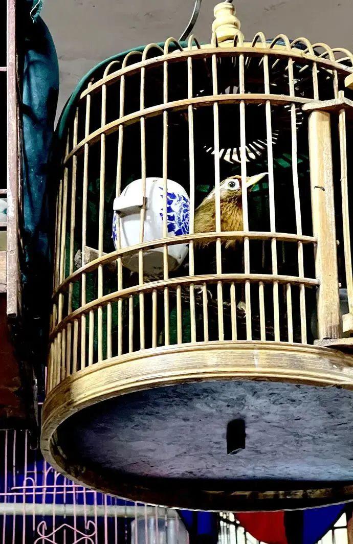 笼养鸟晋升国家重点保护动物还能养鸟吗