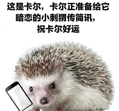 抖音刺猬卡尔表情包大全