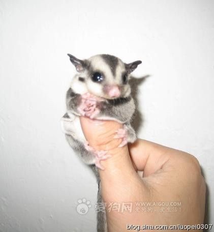 使蜜袋鼯可以在树梢做长距离的飞行,蜜袋鼯飞行时会先用眼睛望远方看