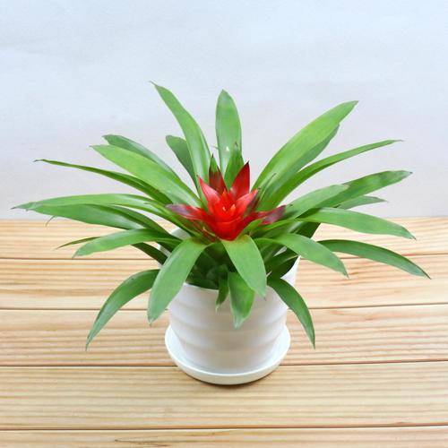 麦桑荷 凤梨花小红星 鸿运当头盆栽四季开花卉红运转运红掌室内客厅