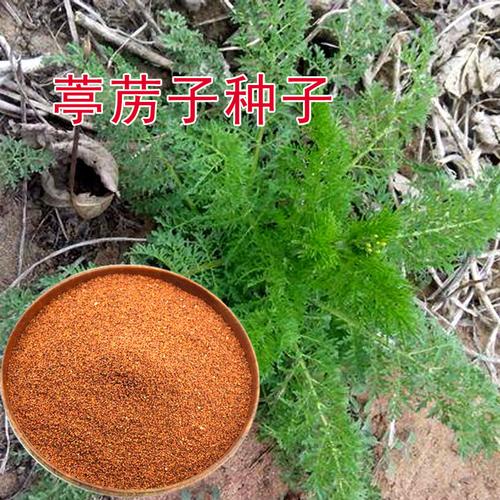 药材种子批发 葶苈子种子 高产量易发芽四季播种新采