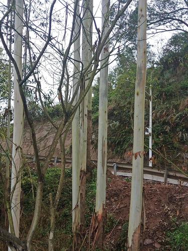 广林九号桉树 巨桉