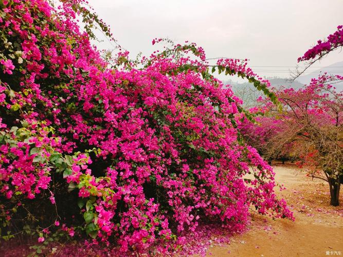 三角梅花海等你来