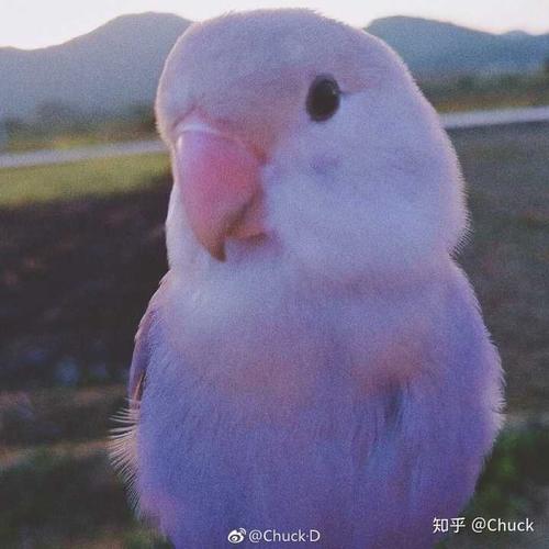 养什么鹦鹉比较好呢?