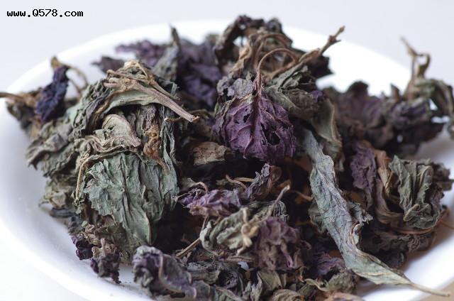 每日中药紫苏叶