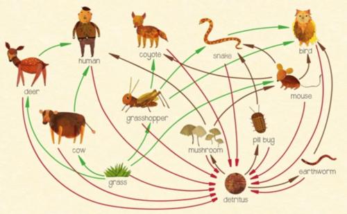 brown food web