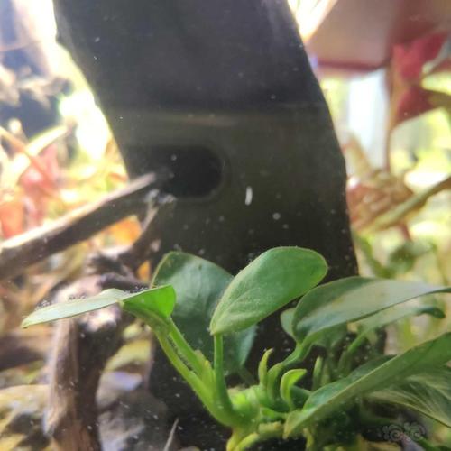 鱼缸壁上有这个白色的小虫,是什么,怎么处理?