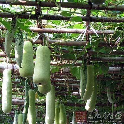 蒲瓜是中国常见的一种瓜类蔬菜,属葫芦科,南瓜族,具有清心热