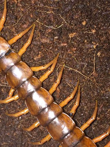 蜈蚣最常见的杀手-黑斑病