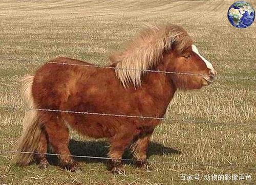 比美贴,于谦大爷的爱宠小矮马和小驴,孰美?多图