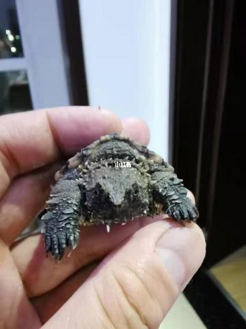 中美拟鳄龟