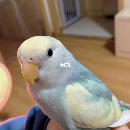 超78花桃牡丹鹦鹉杂毛鸡