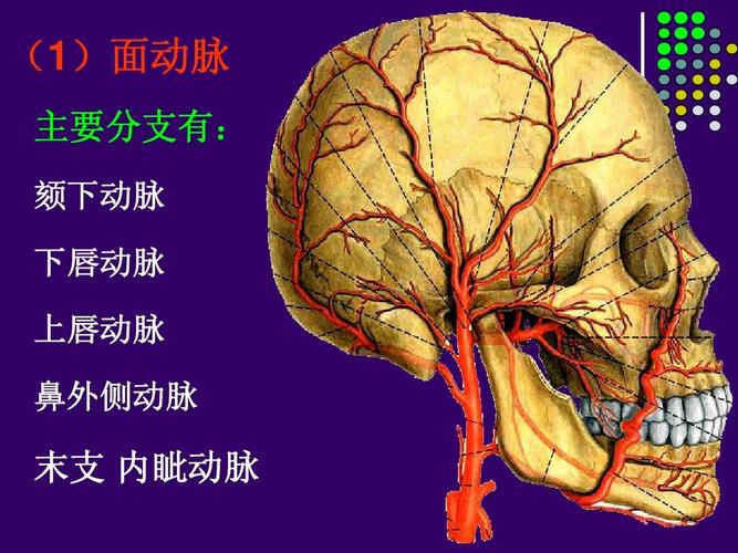 (1)面动脉 主要分支有: 颏下动脉 下唇动脉 上唇动脉 鼻外侧动脉 末支