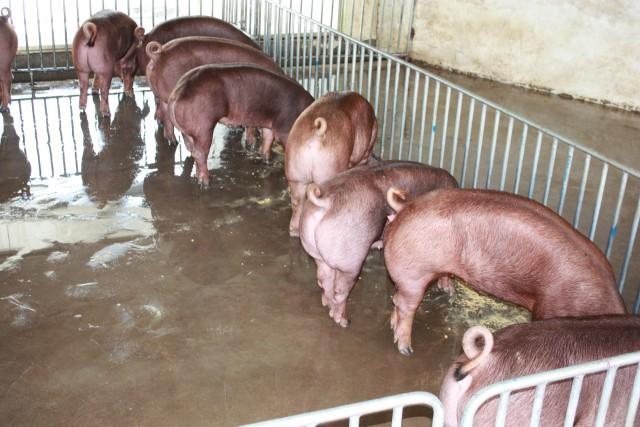 富民民和牧业有限责任公司