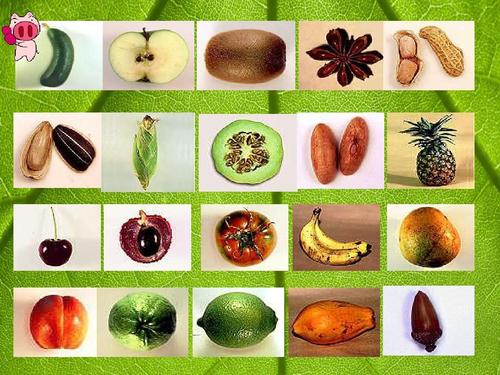 教科版四年级科学下册新科教版花,果实和种子ppt公开课课件