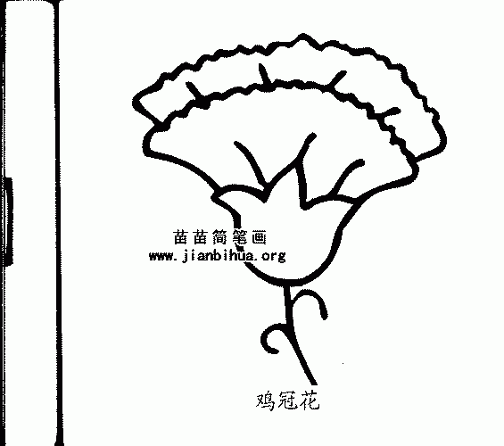 鸡冠花简笔画与形态特征知识