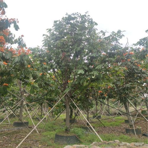庭院管家 无忧树园林观赏 无忧树火焰花园林绿化