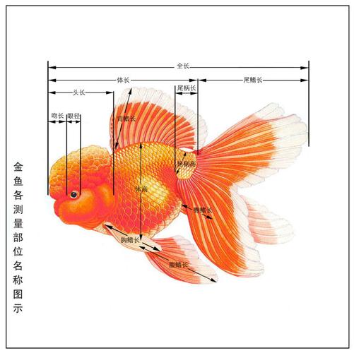 随笔金鱼的构造