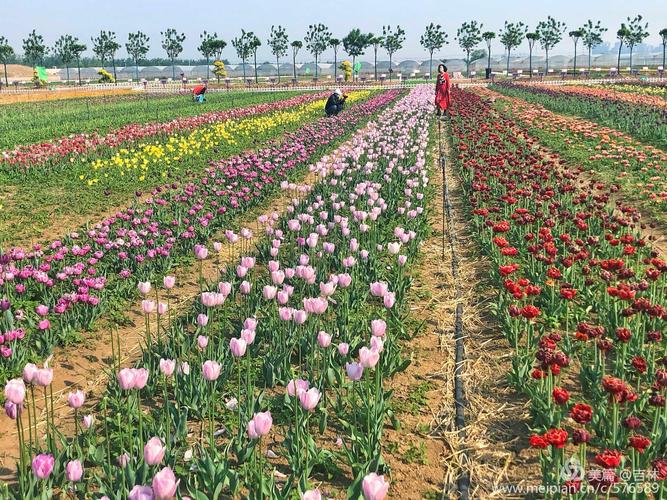 观光摄影好去处——北辰双街花卉博览园