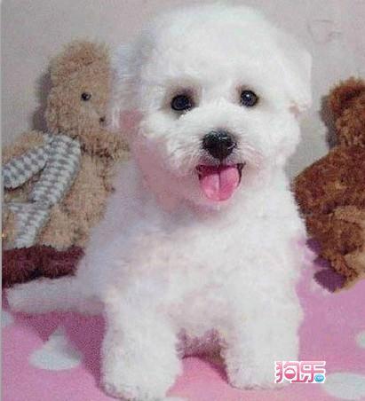 白色比熊 纯种健康 卷毛比熊幼犬 小体型多只可挑选