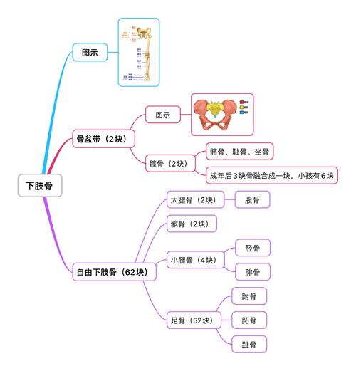 全身骨头有206块,但总结下来也很好记,足骨也有记忆歌决,附在思维导图