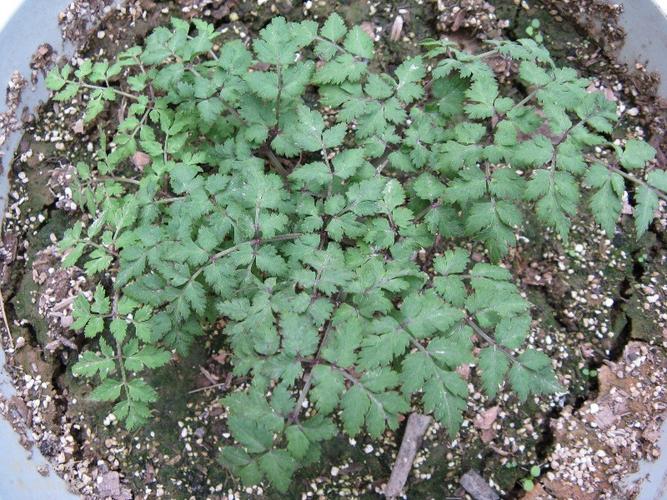 当归_原植物图片——中药标本馆与药用植物园图像数据库