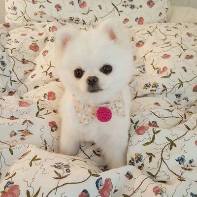 10月23日 26 一波~博美,可爱哒 软糖酱少.