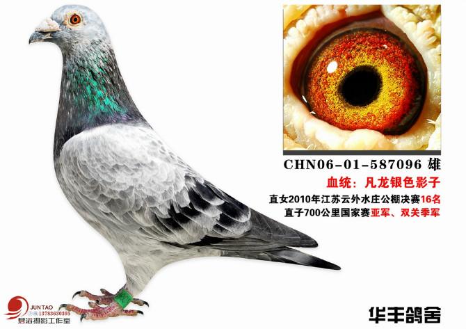 凡龙银色影子