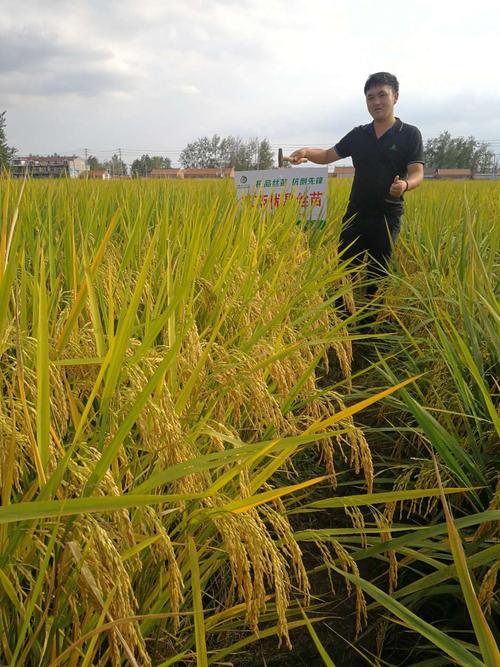 金桂飘香时,雅占味正浓,安徽雅占一直在前进——记苏北地区萍两优晶丝