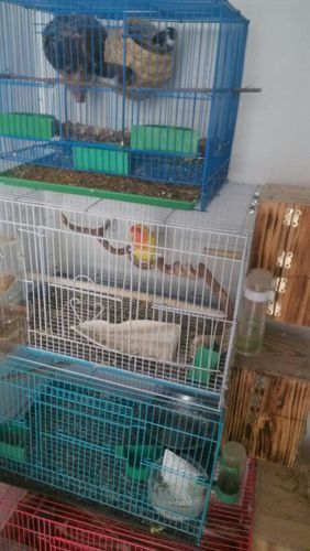 牡丹鹦鹉今天下了一个蛋,多少天才下第二个?