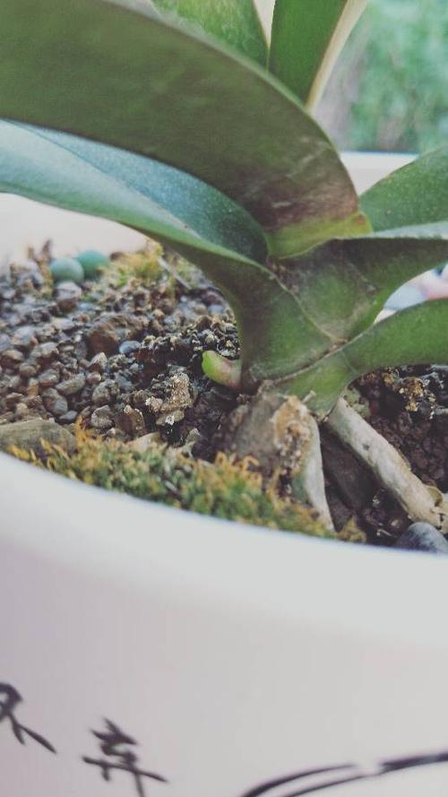 这个蝴蝶兰这个芽,这是花剑嘛?还是根呢