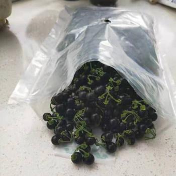 顺丰空运龙葵果黑黝黝黑悠悠黑天天黑星星野葡萄儿时回忆500g250g