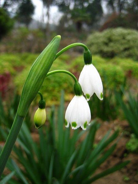 雪滴花开满爱情的盛夏