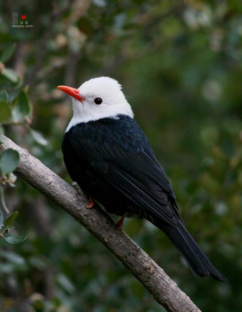 白头黑鹎