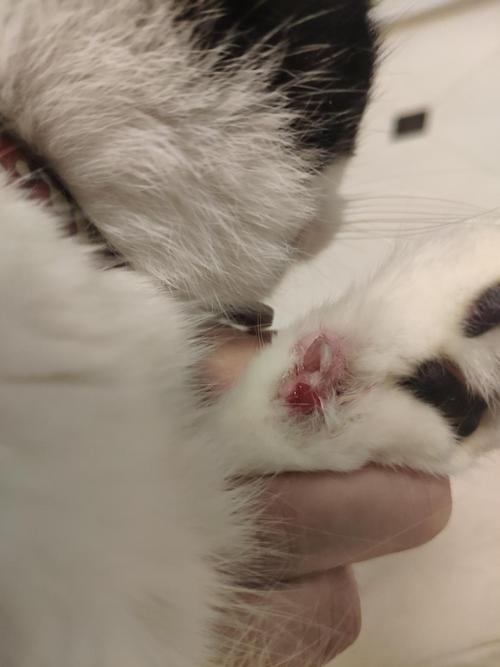 一只负伤的小猫咪又可怜又好笑