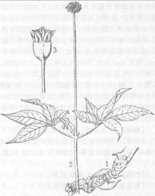 始见《本草纲目拾遗》的昭参项下记有:"浙产台温山中,出一种竹节三七
