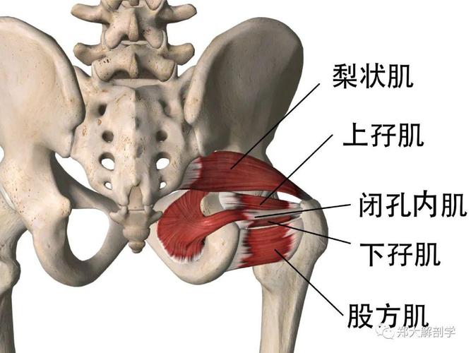 盆底骨盆周围肌肉