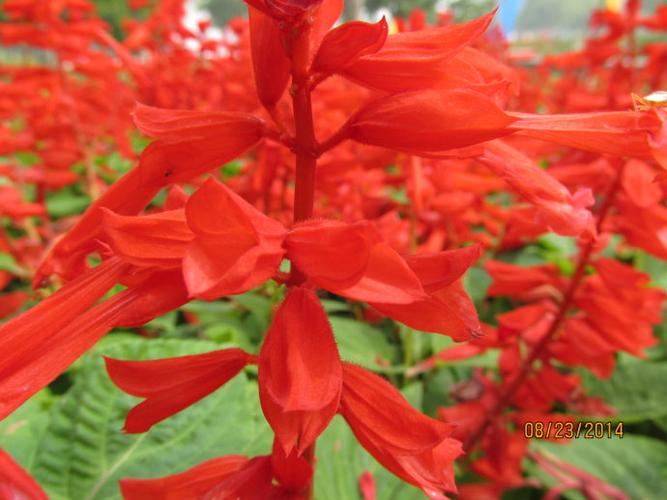 45 一串红--唇形科 鼠尾草属