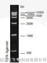 dl15000 dna ladder-上海索宝生物科技有限公司