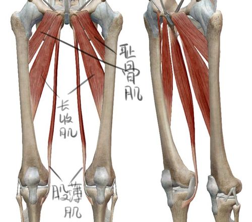 可以修剪股肌的肌腱最短,而后是股外侧肌,股直肌的肌腱伸长.