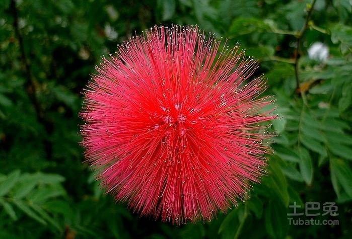 含羞草的花语是什么?以及含羞草的功效与作用