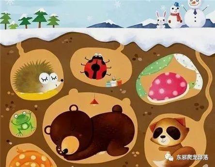 【东邪百科】会冬眠的常见动物有哪些?它们为什么要冬眠你知道吗?