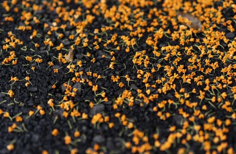 丽水的桂花,虽迟但到,闻一处桂花香,才算真正过了秋天