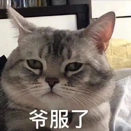 猫猫表情包 爷服了