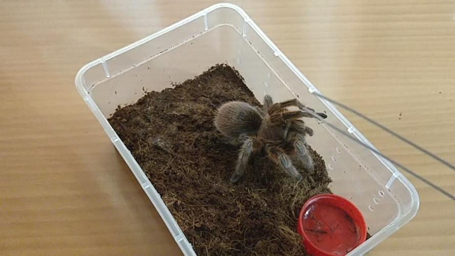 【捕鸟蛛】幼体捕鸟蛛的环境湿度及其控制