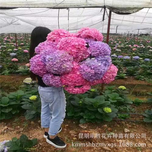 批发鲜切绣球花种苗基地供应绣球花种苗大花多花工程用绣球花种苗