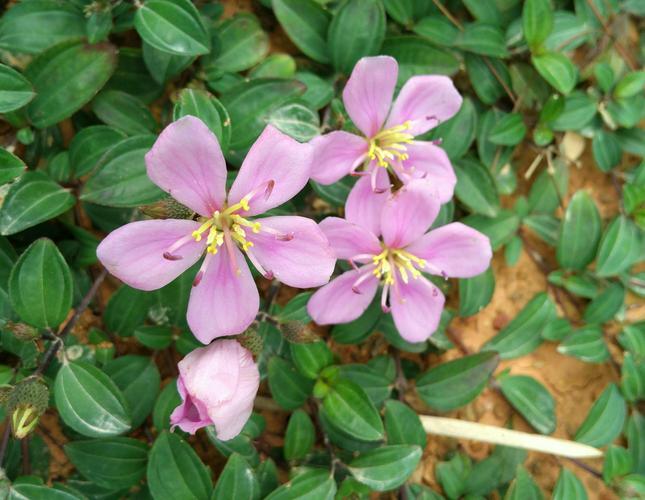 地稔花(地石榴)