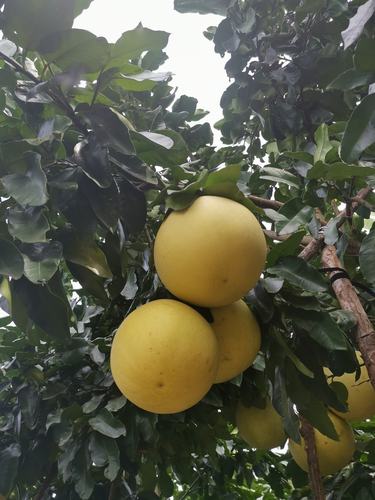 金秋十月,柚子熟了