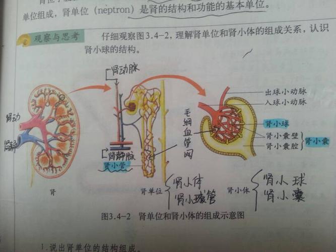 谁能帮我拍一下初中生物书上,有关肾的结构图(肾小球,出球小动脉神马